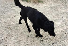 Alerte Découverte Chien croisement  Mâle Les Sables-d'Olonne France