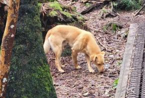 Alerte Découverte Chien croisement  Mâle La Possession France