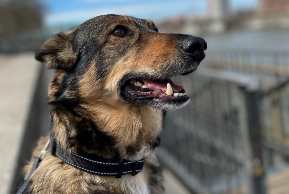 Alerte Disparition Chien croisement  Femelle , 8 ans Toulouse France