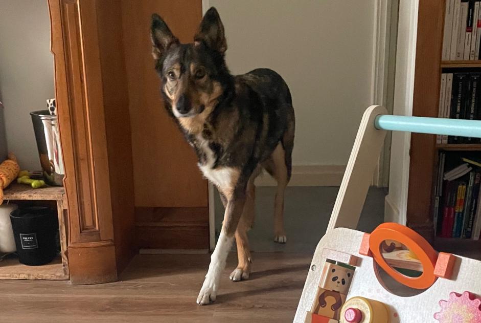 Alerte Disparition Chien croisement  Femelle , 8 ans Toulouse France