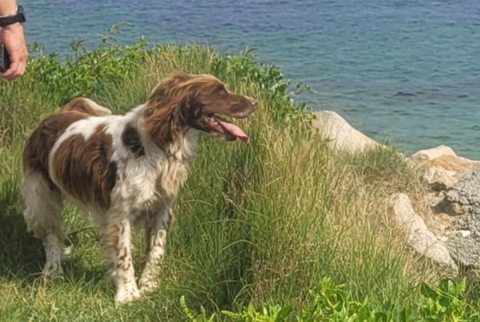 Alerte Disparition Chien  Mâle , 6 ans Plomeur France