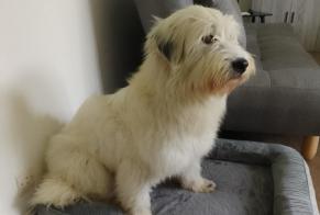 Alerte Disparition Chien  Femelle , 2 ans Saint-Quentin-Fallavier France