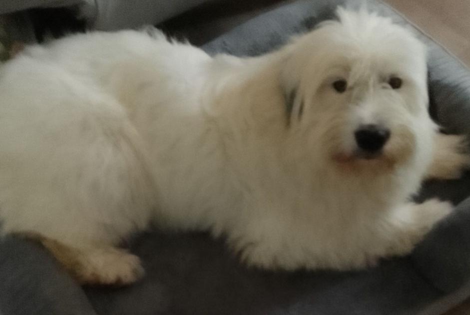 Alerte Disparition Chien  Femelle , 2 ans Saint-Quentin-Fallavier France