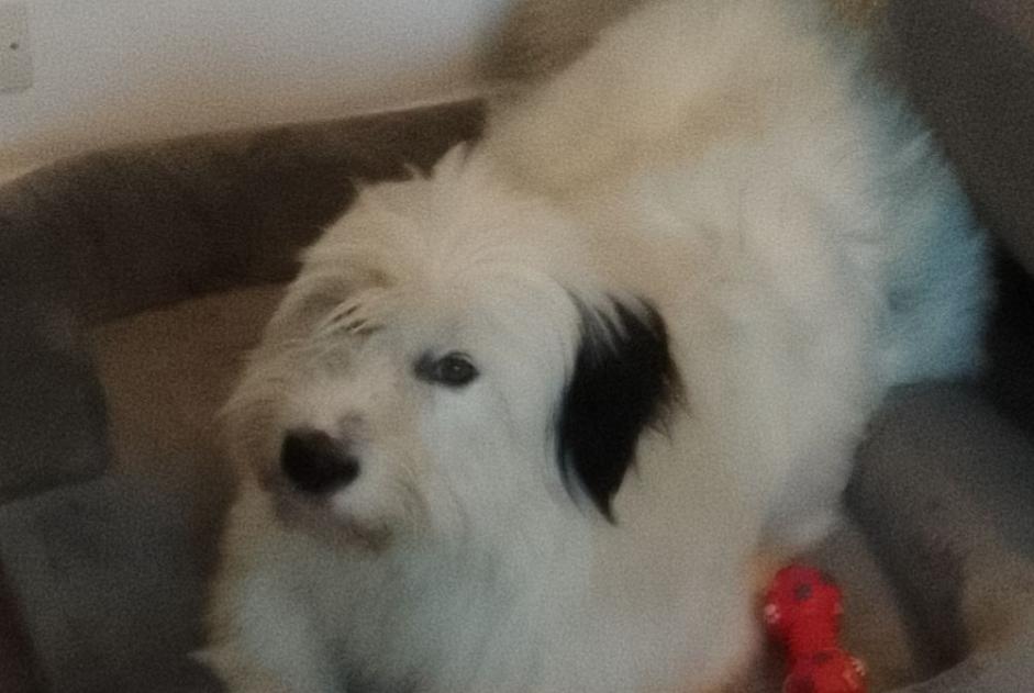Alerte Disparition Chien  Femelle , 2 ans Saint-Quentin-Fallavier France
