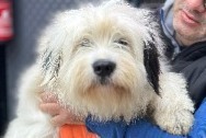Alerte Disparition Chien  Femelle , 2 ans Saint-Quentin-Fallavier France