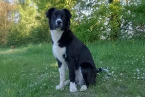 Alerte Disparition Chien croisement  Mâle , 0 ans Antonne-et-Trigonant France