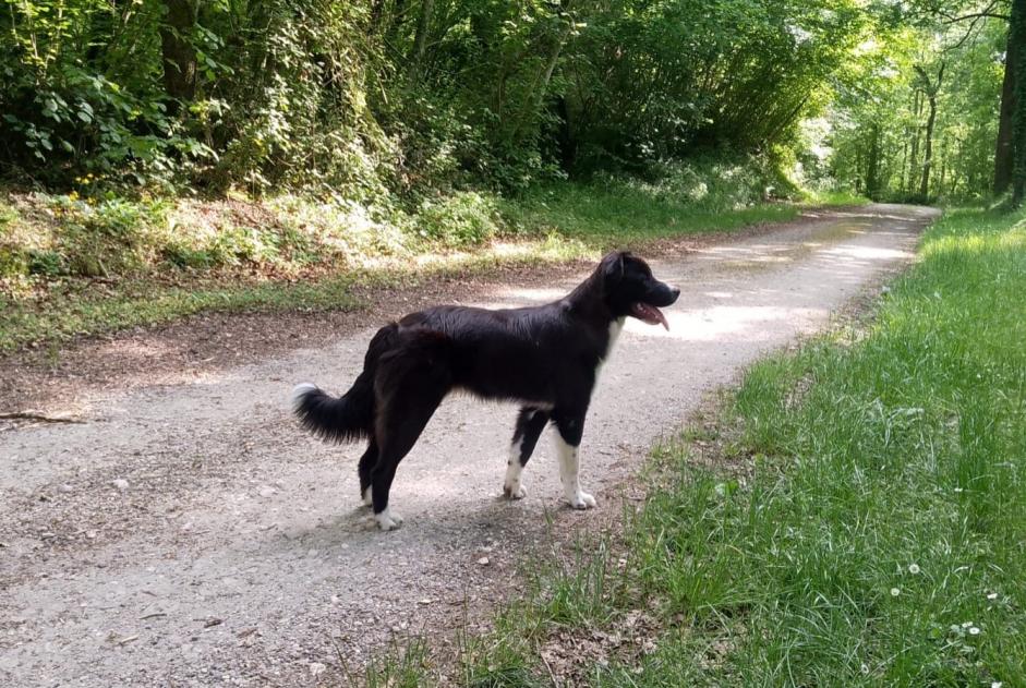 Alerte Disparition Chien croisement  Mâle , 0 ans Antonne-et-Trigonant France