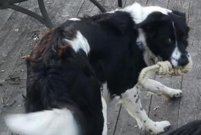 Alerte Disparition Chien croisement  Mâle , 2 ans Digne-les-Bains France