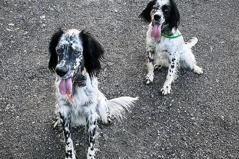 Alerte Disparition Chien  Mâle , 2 ans Urcuit France