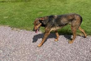 Alerte Découverte Chien croisement  Inconnu Le Pré-d'Auge France