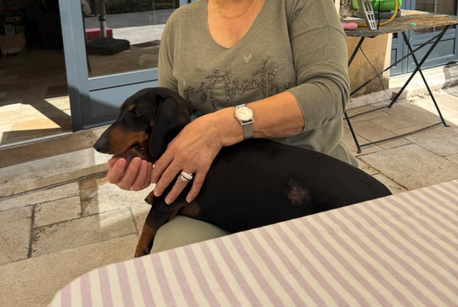 Alerte Disparition Chien  Femelle , 3 ans Robion France