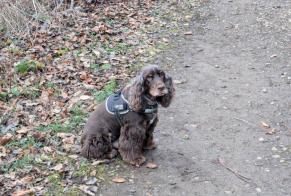 Alerte Disparition Chien  Mâle , 11 ans Val de Briey France