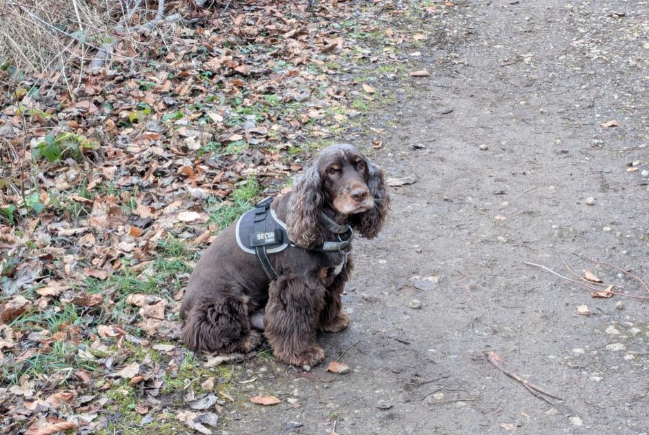 Alerte Disparition Chien  Mâle , 11 ans Val de Briey France