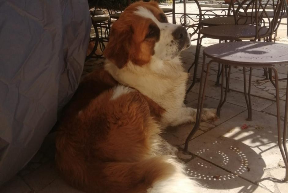 Alerte Disparition Chien  Femelle , 2 ans Poncins France