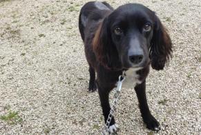 Alerte Disparition Chien Femelle , 6 ans Froidfond France
