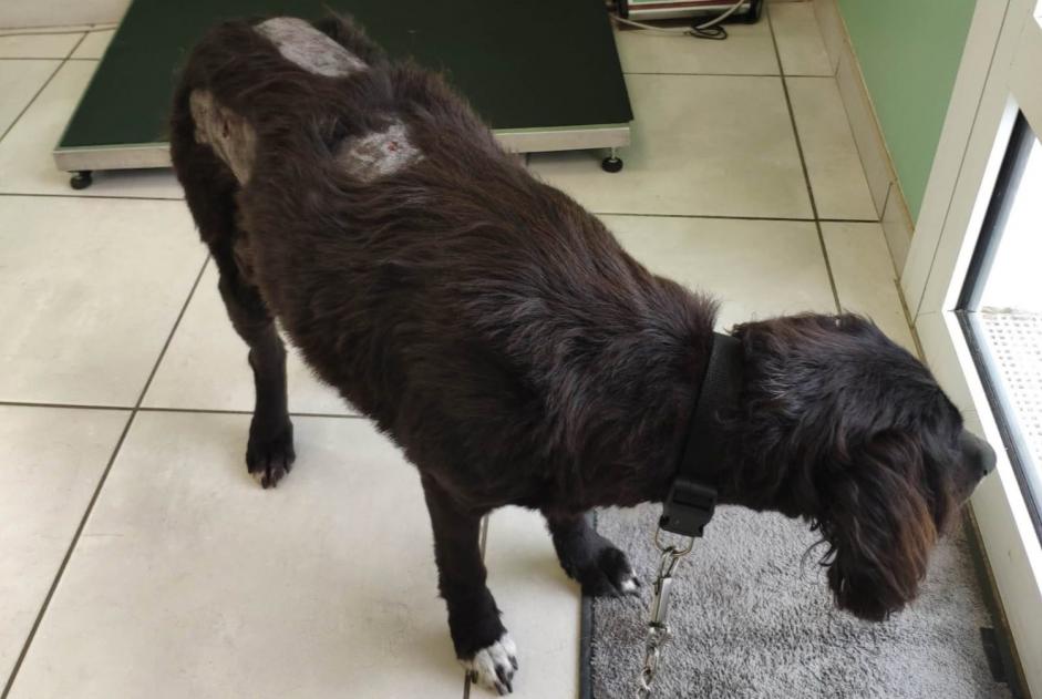 Alerte Disparition Chien Femelle , 6 ans Froidfond France