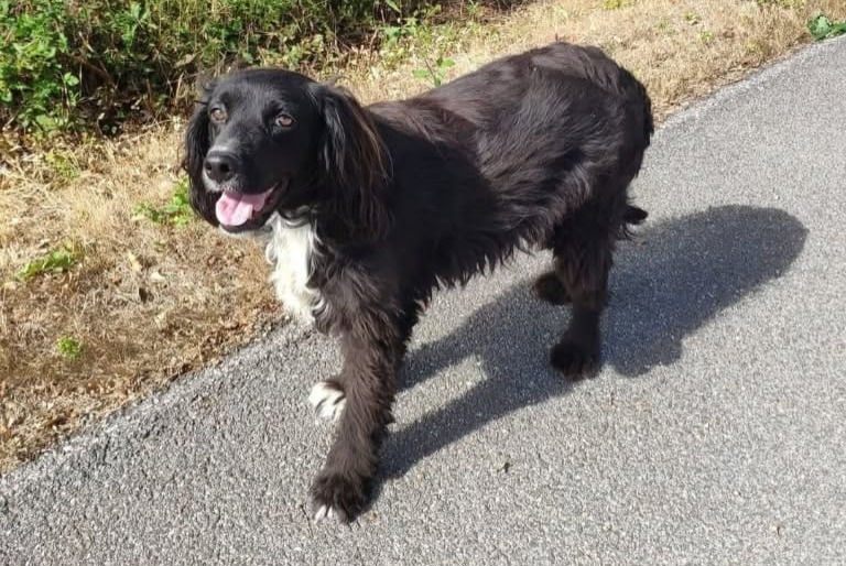 Alerte Disparition Chien Femelle , 6 ans Froidfond France
