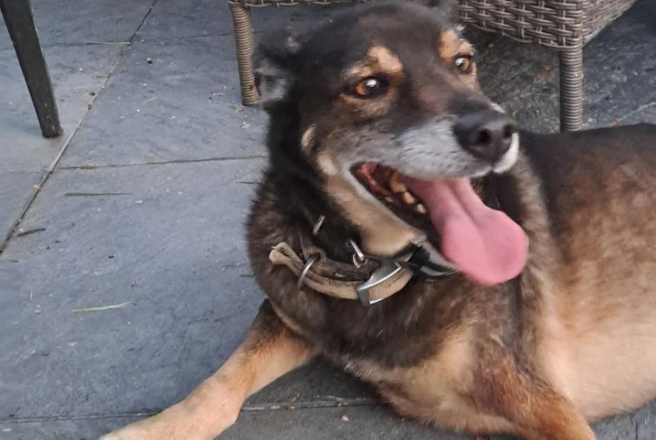Alerte Découverte Chien croisement  Mâle Sainte-Gemme France