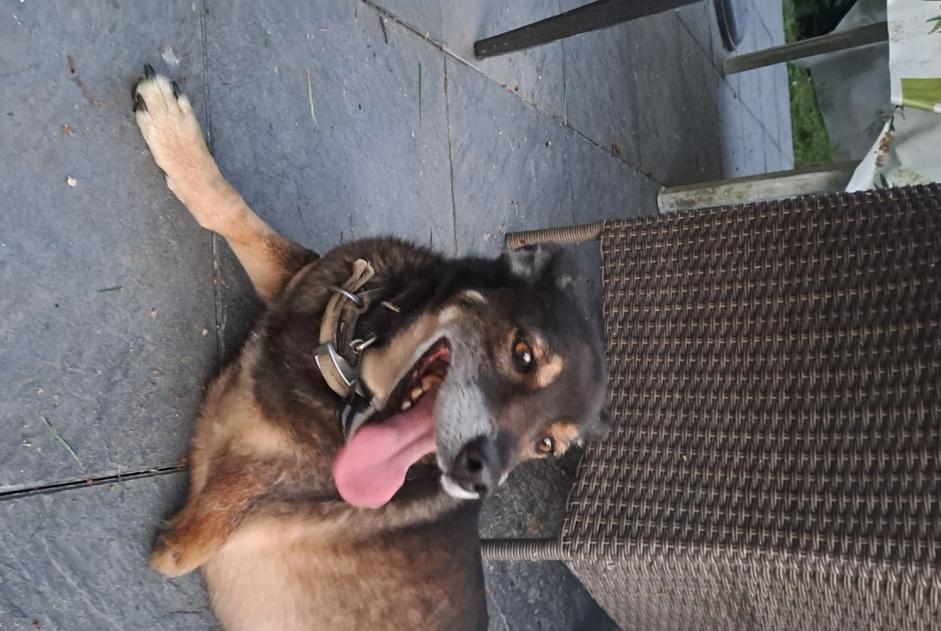 Alerte Découverte Chien croisement  Mâle Sainte-Gemme France