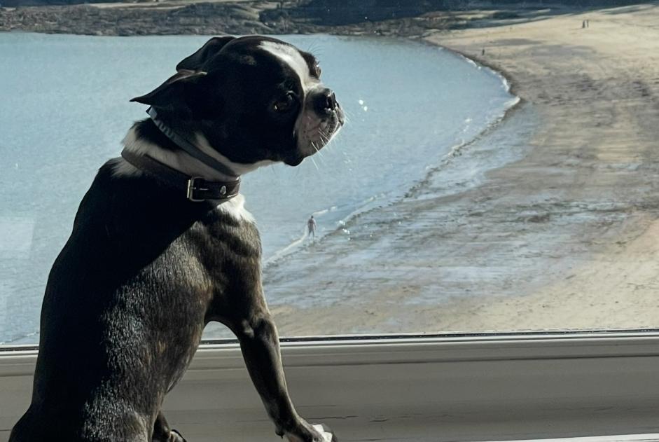 Alerte Disparition Chien  Mâle , 6 ans Saint-Aubin-du-Cormier France