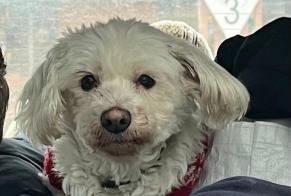 Alerte Disparition Chien  Femelle , 13 ans Paris France