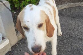Alerte Disparition Chien croisement  Mâle , 1 ans Champlay France