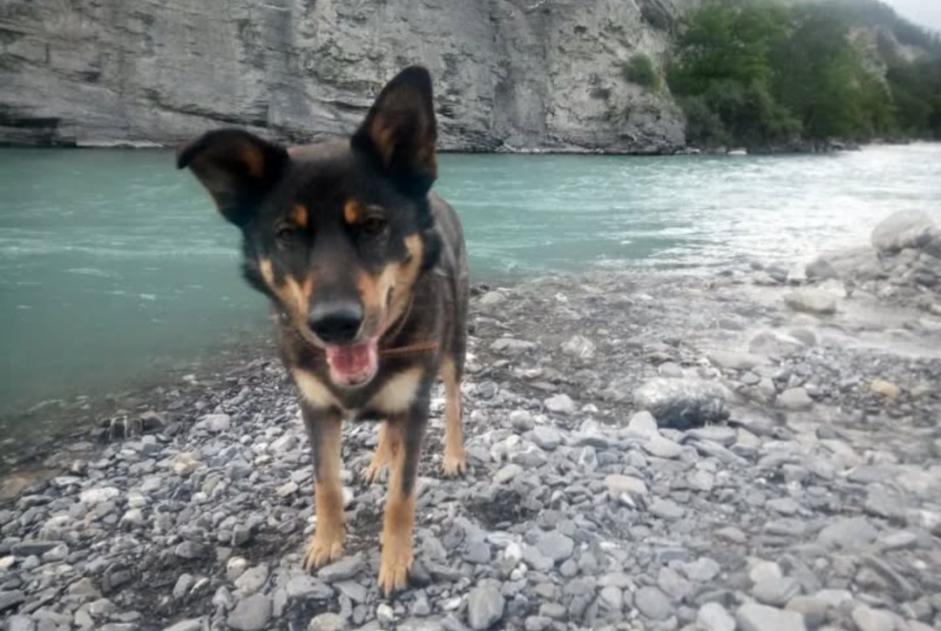 Alerte Disparition Chien croisement  Mâle , 10 ans Strasbourg France