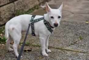 Alerte Disparition Chien  Femelle , 16 ans Narbonne France