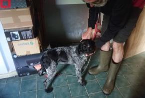Alerte Découverte Chien  Femelle Saint-Servais France