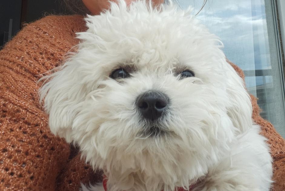 Alerte Disparition Chien  Femelle , 0 ans Beaumes-de-Venise France
