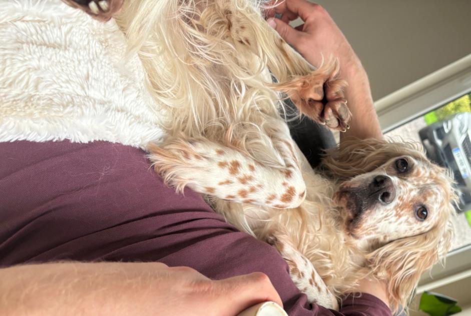 Alerte Disparition Chien  Femelle , 7 ans Saint-Sylvestre-de-Cormeilles France