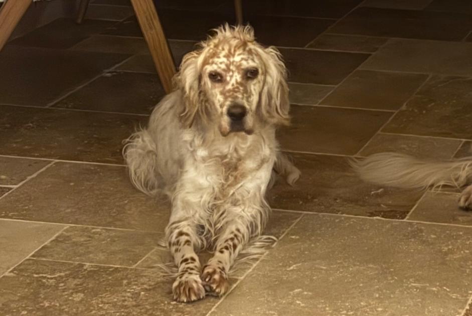 Alerte Disparition Chien  Femelle , 7 ans Saint-Sylvestre-de-Cormeilles France