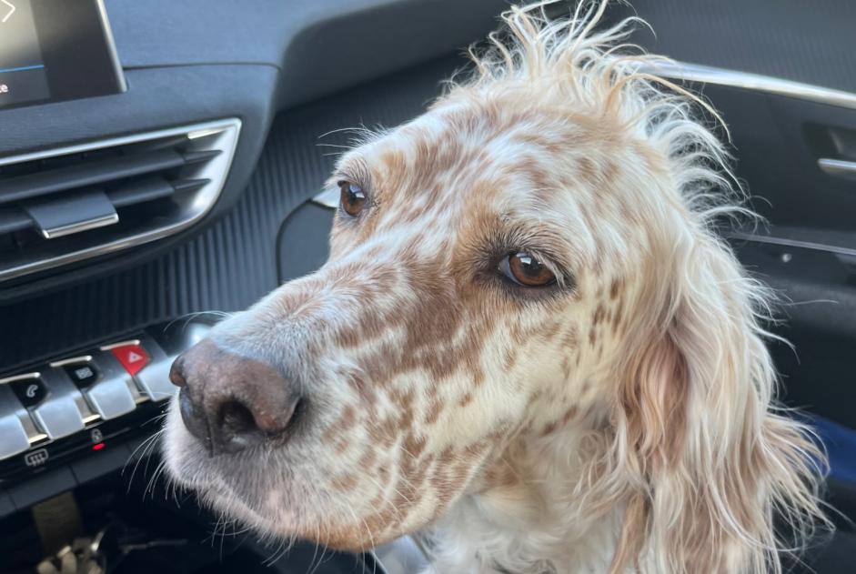 Alerte Disparition Chien  Femelle , 7 ans Saint-Sylvestre-de-Cormeilles France