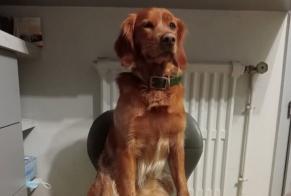 Alerte Disparition Chien  Mâle , 4 ans Castres-Gironde France