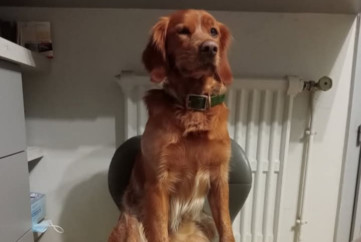 Alerte Disparition Chien  Mâle , 4 ans Castres-Gironde France