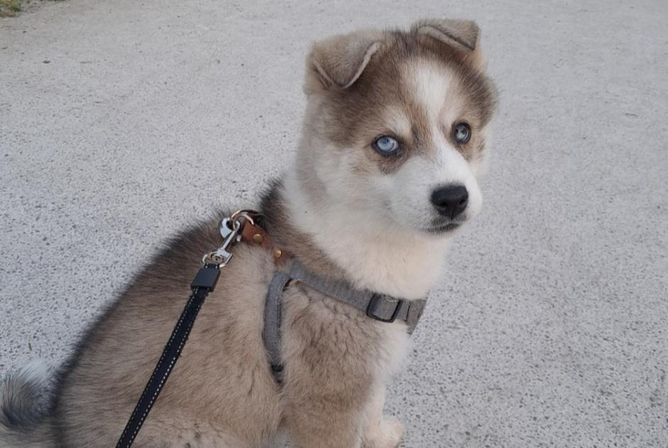 Alerte Disparition Chien croisement  Mâle , 0 ans Les Sables-d'Olonne France