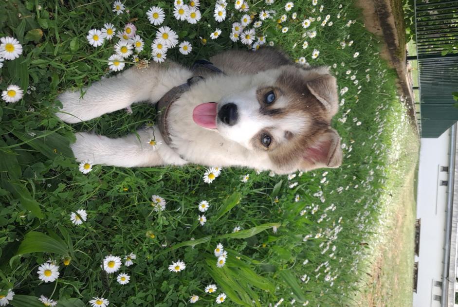 Alerte Disparition Chien croisement  Mâle , 0 ans Les Sables-d'Olonne France