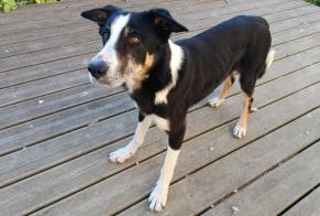 Alerte Découverte Chien croisement  Mâle Tulle France