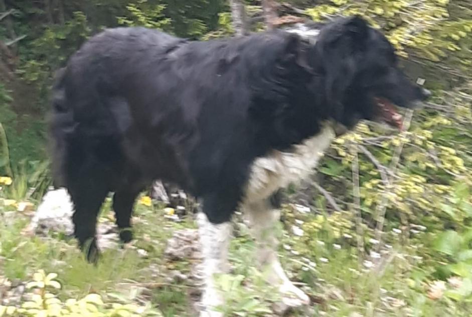 Alerte Disparition Chien  Femelle , 13 ans Bernex France