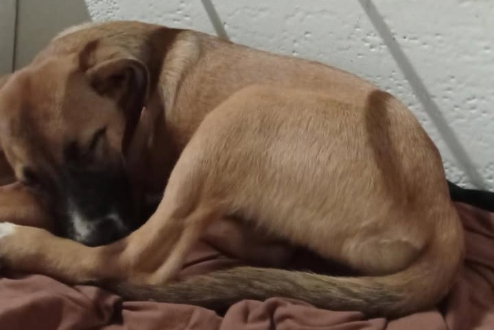 Alerte Découverte Chien Femelle Saint-Denis France