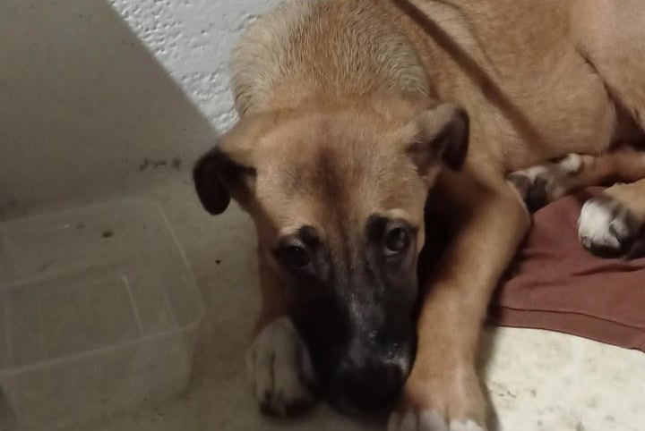 Alerte Découverte Chien Femelle Saint-Denis France