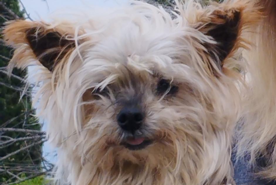Alerte Disparition Chien  Femelle , 16 ans Entrecasteaux France