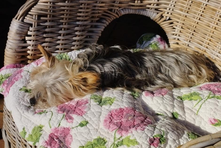 Alerte Disparition Chien  Femelle , 16 ans Entrecasteaux France