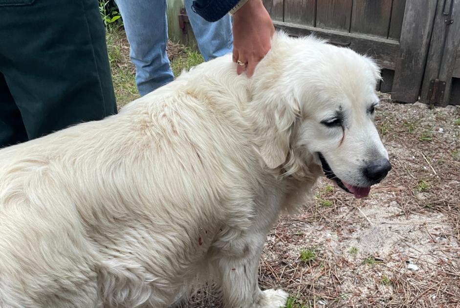 Alerte Découverte Chien  Inconnu Lège-Cap-Ferret France