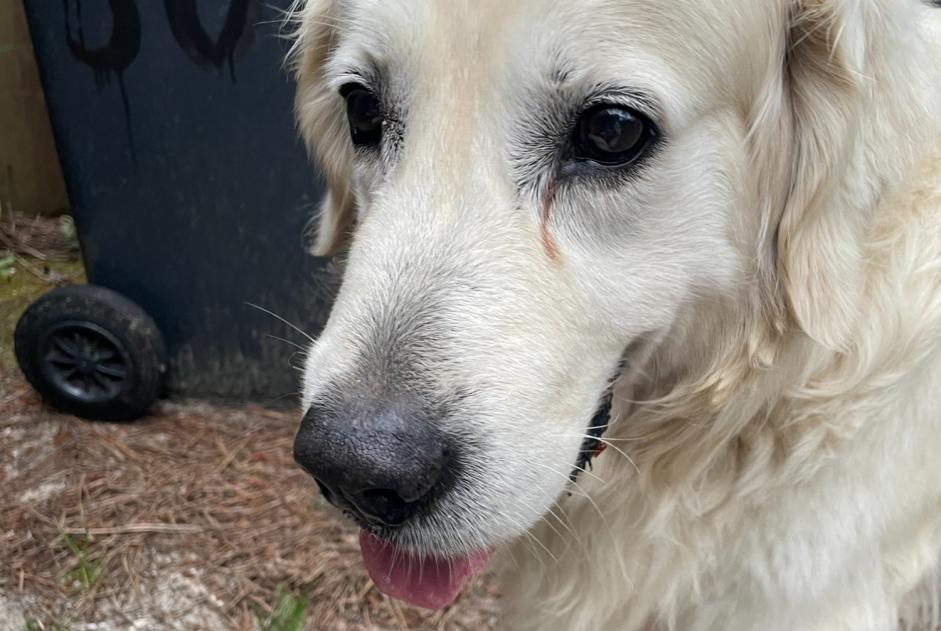 Alerte Découverte Chien  Inconnu Lège-Cap-Ferret France