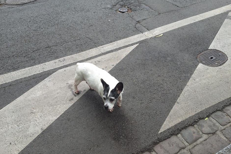 Alerte Découverte Chien Inconnu Lille France