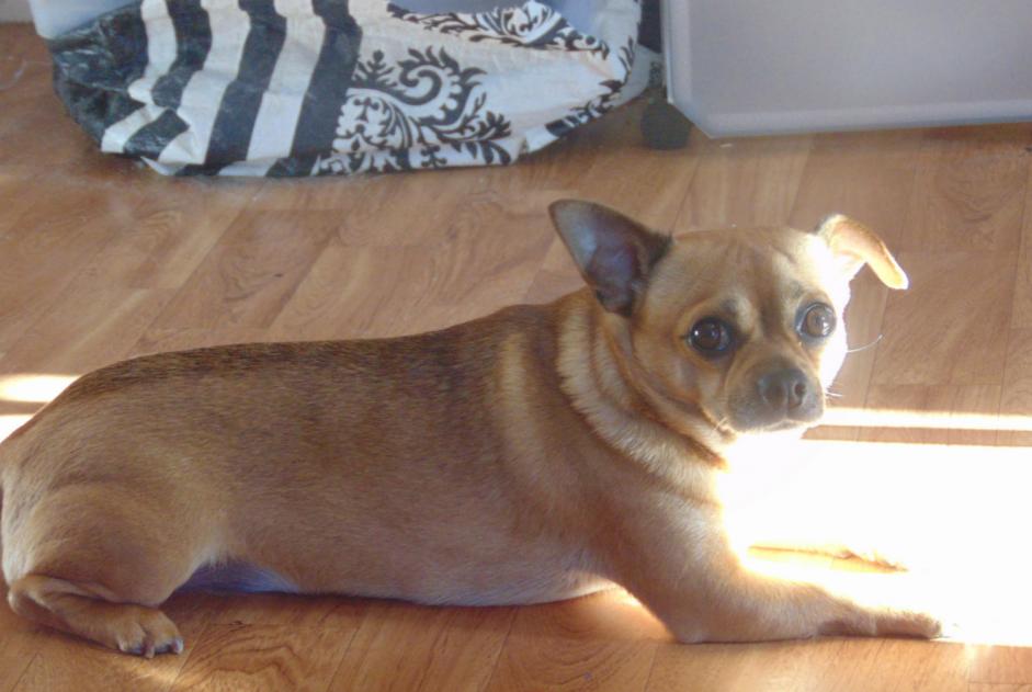 Alerte Disparition Chien  Mâle , 8 ans Goven France