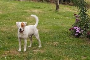 Alerte Découverte Chien Mâle Estivaux France