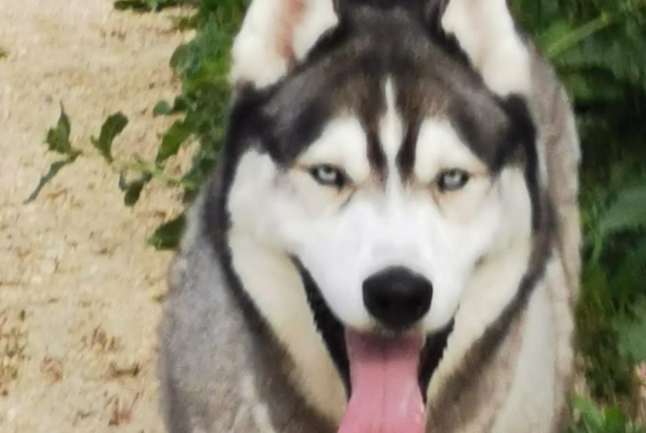 Alerte Découverte Chien  Femelle Rochefort France