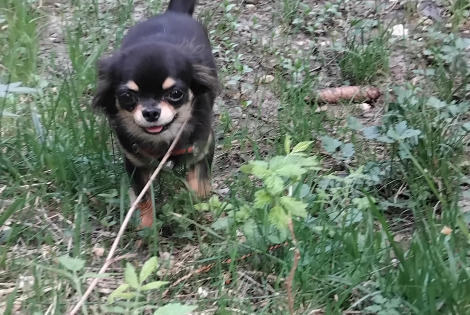 Alerte Disparition Chien  Femelle , 2 ans Belleydoux France